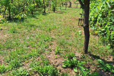 Apartament cu 4 camere în Tirimioara - 2