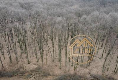 Dragomiresti Vale-Padure-teren intravilan, certificat urbanism 2025 - 13