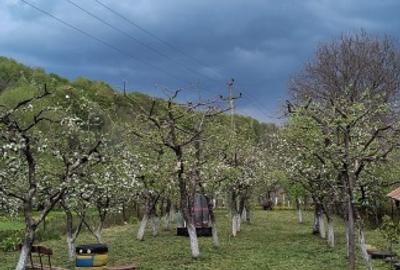 Casa cu mansardă și livada - 5