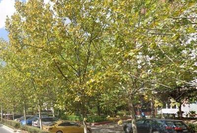 Spațiu comercial, de 312 mp, în Dristor - 19