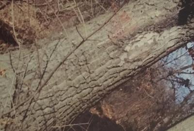 Teren Construcții extravilan de 10000 mp, în Corcova - 5