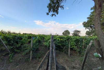 Casă cu 4 camere în Țifești - 3