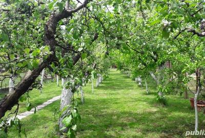 Casă cu 5 camere cu Teren 1124 Mp în Recaș - 9