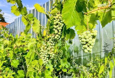 Casă individuală cu 2 camere cu Garaj în Sâncraiu - 48