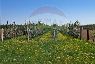 Vanzare teren Livada - Ferma Arges - Izbasesti / DN 142 langa Pitesti - 5