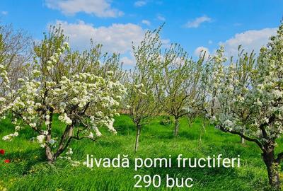 Casă și teren intravilan pentru investiții - 3