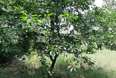 Casă cu 3 camere cu Teren 1550 Mp în Berceni - 2