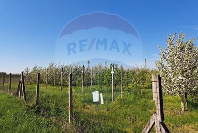 Vanzare teren Livada - Ferma Arges - Izbasesti / DN 142 langa Pitesti - 8