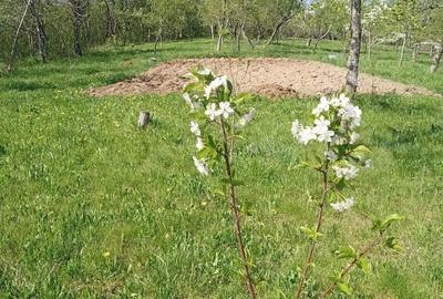 Casă cu Teren 1900 Mp în Nadășu - 1