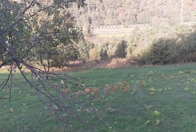 Teren de 3300 mp, în Dobra - 2