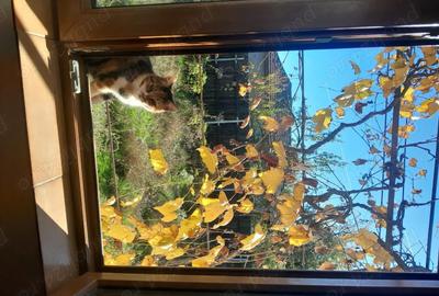 Casă cu 3 camere în Bolovani - 8