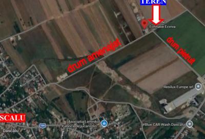 Teren de 10000 mp, în Dascălu - 2