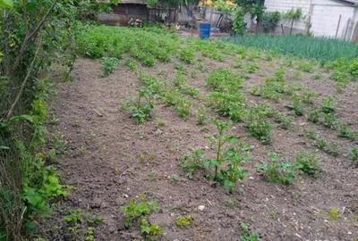 Casă cu 3 camere în Macoviște (Ciuchici) - 3