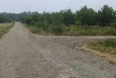 Teren de 76200 mp, în Lugoj - 5