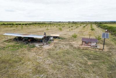 Livada BIO de nuci de vanzare langa Cermei - 5