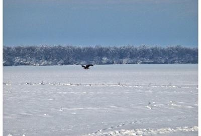 Teren de 1621 mp, în Vasilați - 10
