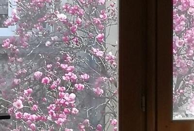 CASA CU MAGNOLII - APARTAMENT IN VILA - 20