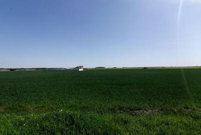 Teren agricol intravilan de 9313 mp, în 1 Decembrie - 1