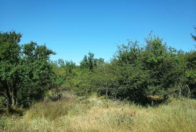 Spațiu comercial, în Ciocănești - 5