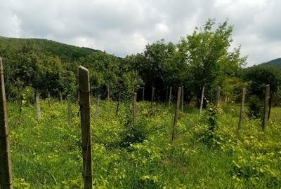 Casă cu 2 camere cu Teren 3198 Mp în Aninoasa - 8