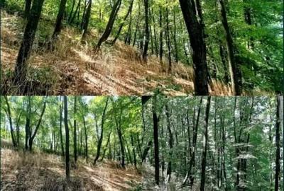 Teren de 5000 mp, în Frumușani