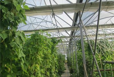 Casă cu 5 camere cu Teren 1503 Mp în Zărand - 1