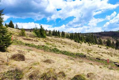 Teren de 1000 mp, în Poiana Horea - 1