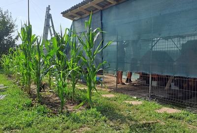 Buturugeni Posta - 16