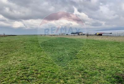 Teren Construcții intravilan de 500 mp, în Cărpiniș - 4