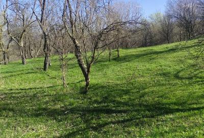 Teren de 1506 mp, în Drajna - 5