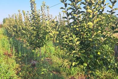 Spațiu comercial, în Liești - 2