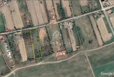 De vanzare: Teren intravilan 3102 mp in Delta Dunarii, comuna Partizani - 4