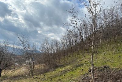 Teren intravilan 5.000 mp Cisnadioara / jud. Siibu - 4