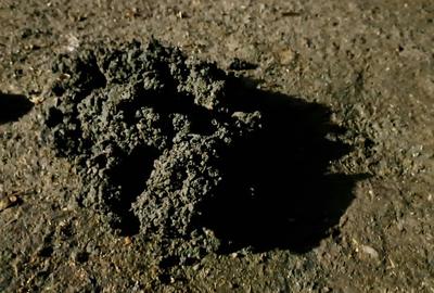 Casă individuală cu 3 camere cu Teren 2880 Mp în Zărand - 1