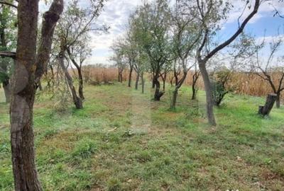 Casă cu 3 camere cu Teren 4200 Mp în Central