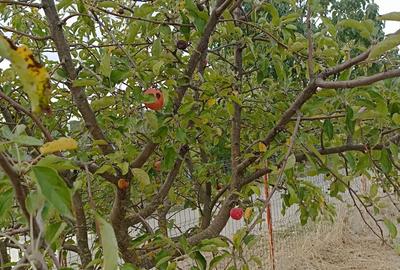 Casa 3 camere de vanzare comuna Bulbucata - 7