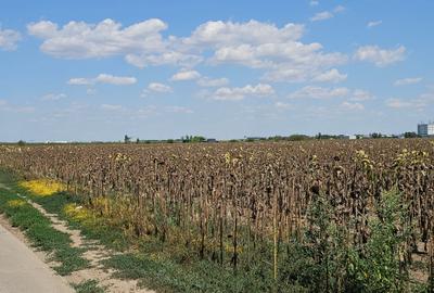 Teren Construcții intravilan de 33000 mp, în Exterior Sud - 11