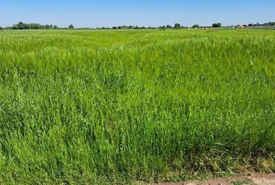 Teren de 1000 mp, în Sânmihaiu Român