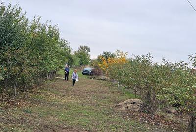 Domnești- Str.Fortului, 742mp, gaze, lumină - 3