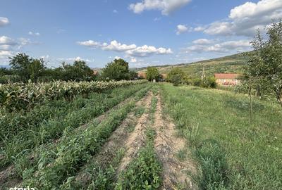 Casă cu 5 camere cu Teren 2700 Mp în Pianu - 7