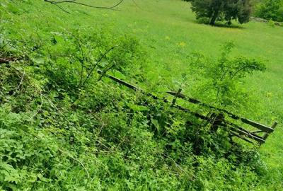 Teren de 4000 mp, în Muntele Băișorii - 6