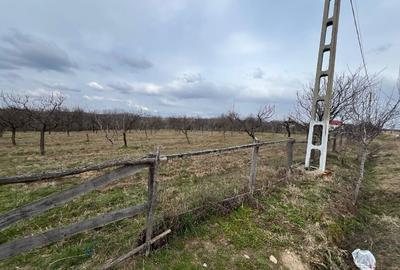 Teren Construcții intravilan de 8000 mp, în Dănicei - 2