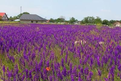 Spațiu comercial, în Vasile Alecsandri - 1