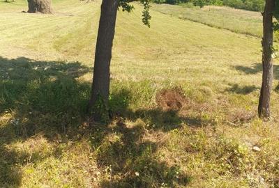 Teren de 5600 mp, în Hălmagiu - 1