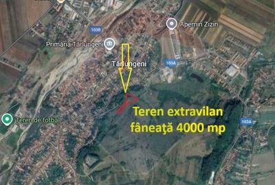Teren extravilan, faneata, 4000 mp, Tarlungeni - 2