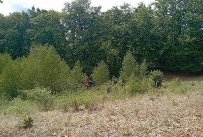 Teren de 3500 mp, în Valea Babei - 5