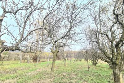 Casă cu 4 camere cu Teren 2335 Mp în Mușetești - 9