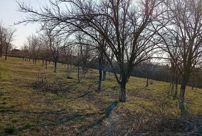 Casă cu Teren 2503 Mp în Central