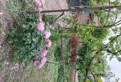 Casă cu 5 camere cu Teren 4000 Mp în Smârdan - 8