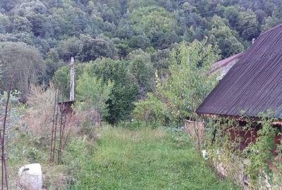Teren de 725 mp, în Păscoaia - 8